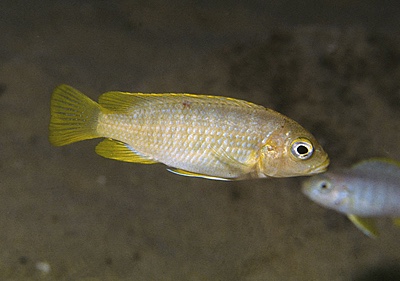 Maylandia hajomaylandi 'Chizumulu Island'